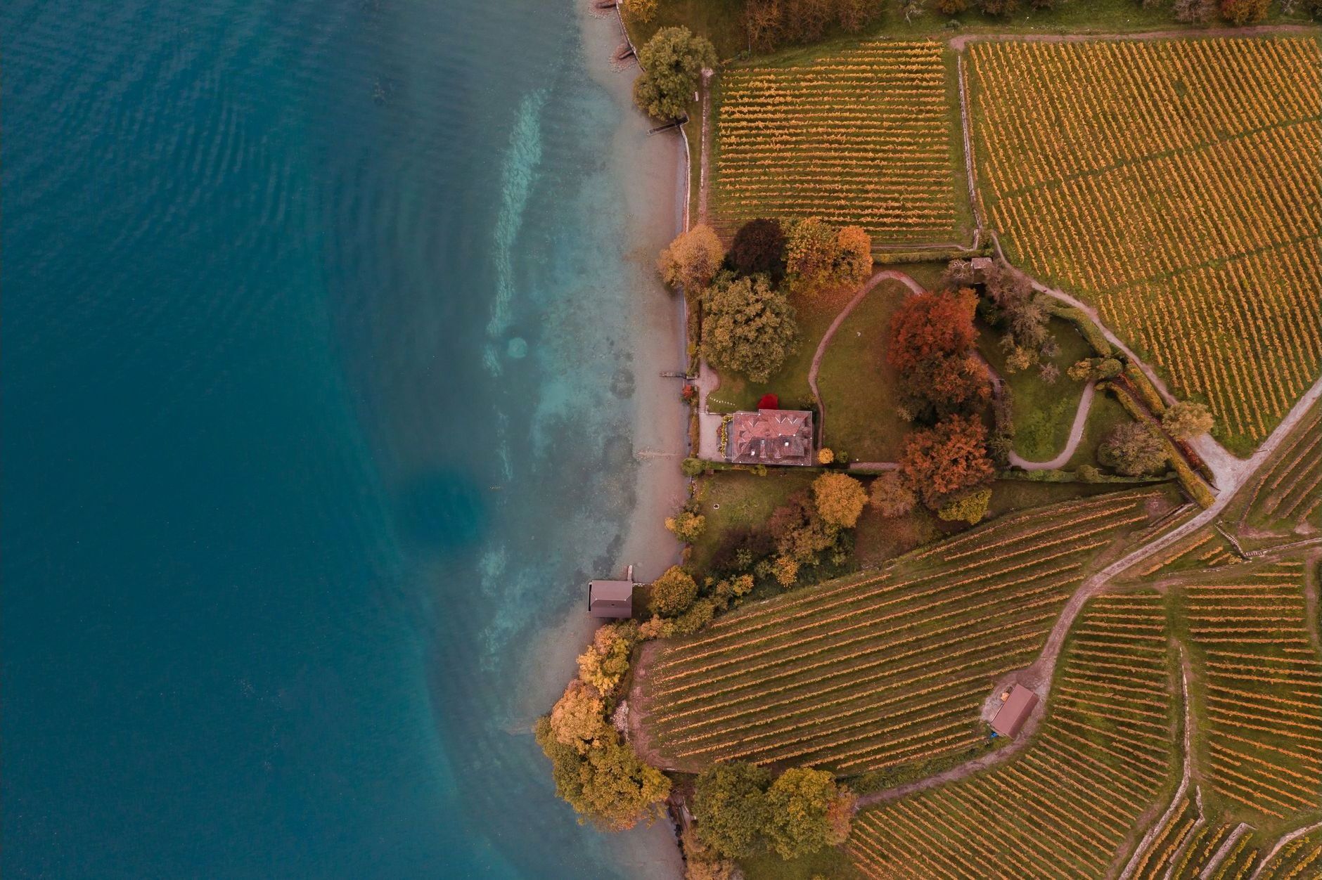 Aerial view of Finger Lakes vineyards meeting the water in autumn