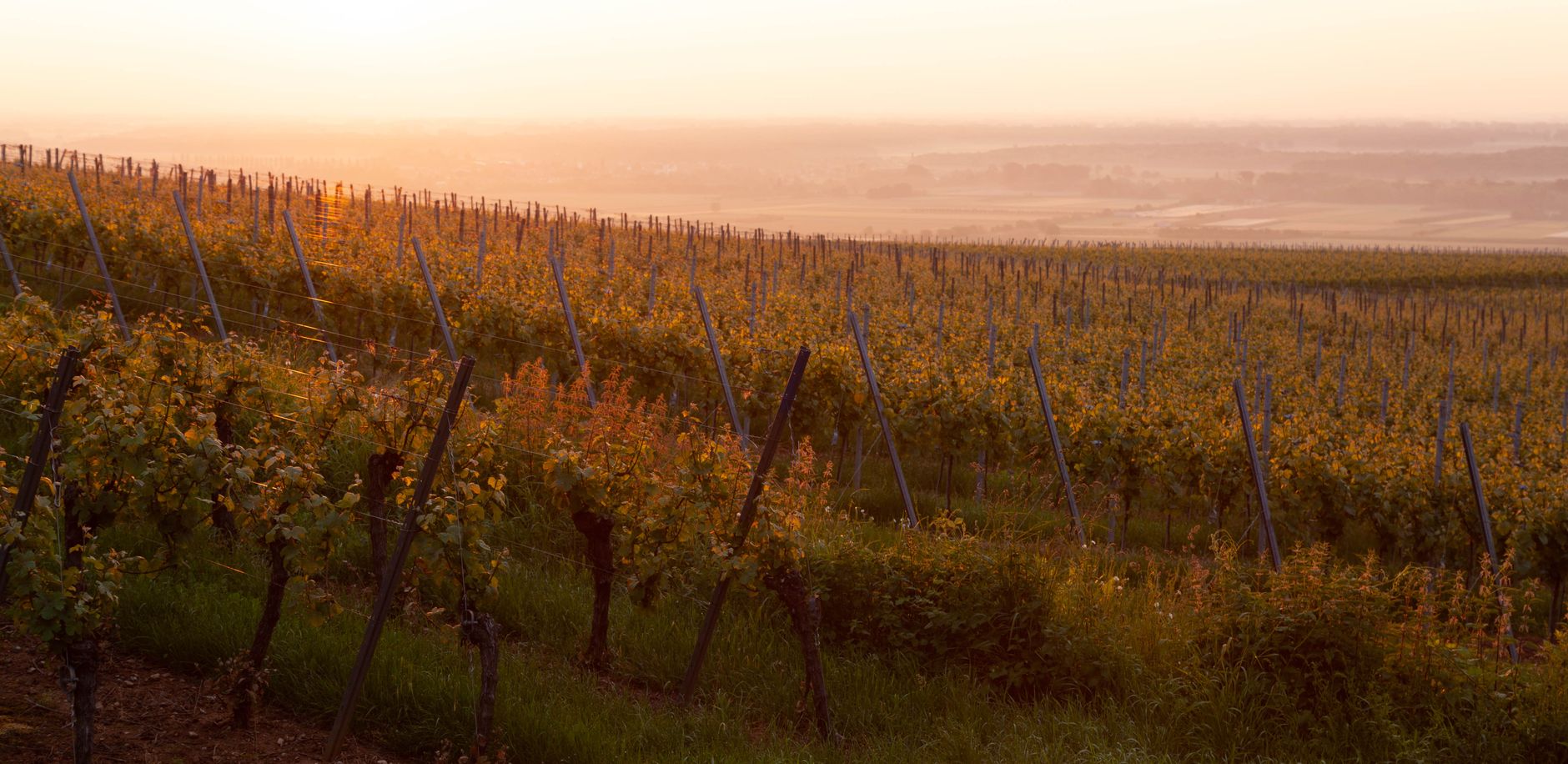 Vineyard rows at golden hour
